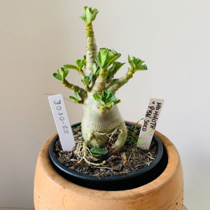 3010 85 Arabicum Mammoth x pbn soco