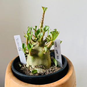 3010 86 Arabicum Nom soo dd