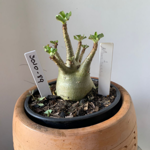 3010 89 Arabicum Minotauro