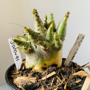 3010 91 Arabicum Aueng x Godji dk x hulk