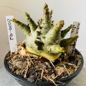 3010 92 Arabicum Aueng x Godji pk x hulk