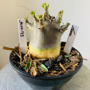 3010 93 Arabicum Tanos