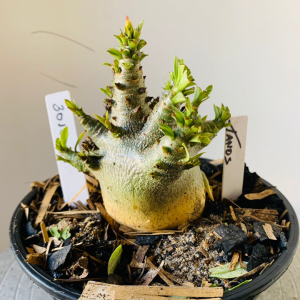 3010 94 Arabicum Tanos