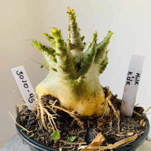 3010 95 Arabicum Hulk x kdk