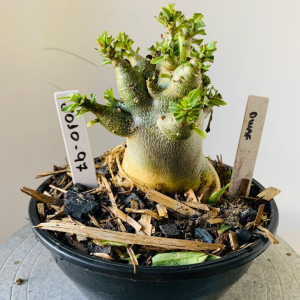 3010 97 Arabicum Dwarf