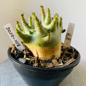 3010 108 Arabicum Hulk