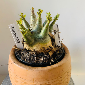 3010 109 Arabicum Aueng x Godji dk x hulk