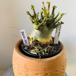 3010 110 Arabicum Super black x torpedo