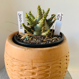 3010 111 Arabicum Aueng x hulk