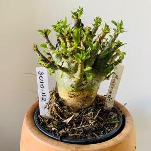 3010 112 Arabicum Megazorde