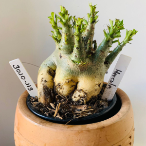 3010 113 Arabicum Hércules