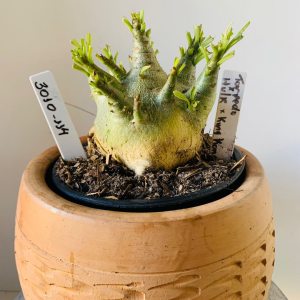 3010 114 Arabicum Torpedo x hulk x king kong