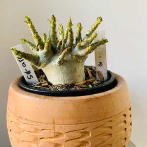 3010 115 Arabicum Nom sod dd