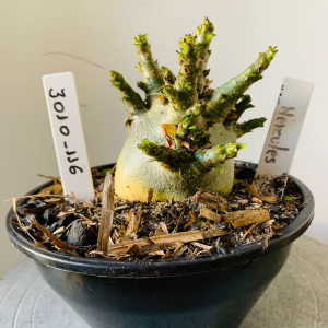 3010 116 Arabicum Hércules