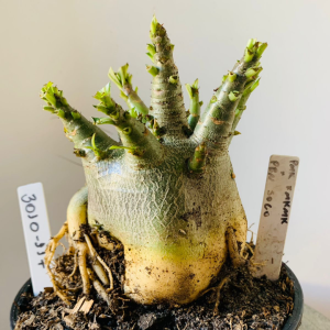 3010 117 Arabicum Pmk x mkmk x pbn soco