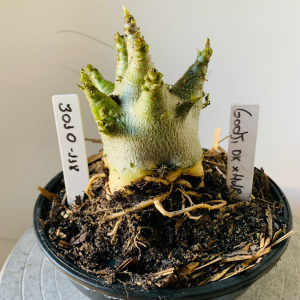 3010 118 Arabicum Godji dk x hulk