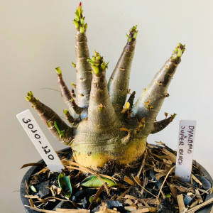 3010 120 Arabicum Dynamo x super black