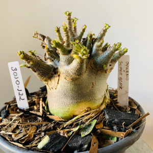 3010 122 Arabicum Dynamo x super black