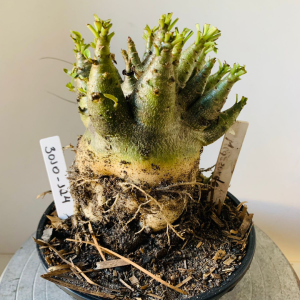 3010 124 Arabicum Megazorde