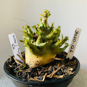 3010 126 Arabicum Aueng Godji dk x hulk