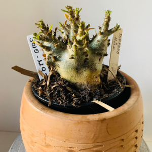 3010 129 Arabicum Torpedo x hulk