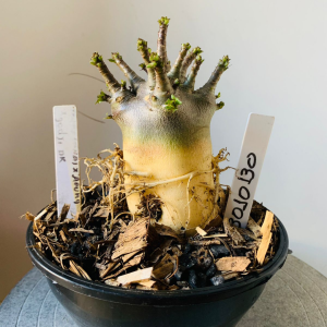 3010 130 Arabicum Dwaf (Ana) x Aeung x Godji dk