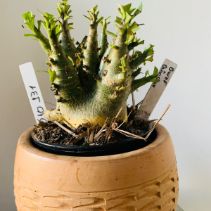 3010 131 Arabicum Dwaf x Dynamo