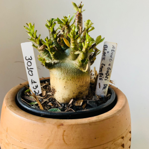 3010 132 Arabicum Aeung x Godji dk x black zombie