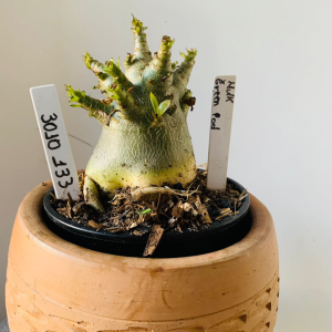 3010 133 Arabicum Hulk x Green Pod