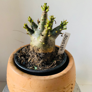 3010 134 Arabicum rdf