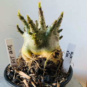 3010 135 Arabicum Hulk x kdk