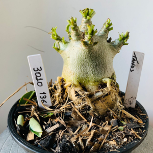 3010 136 Arabicum Tanos