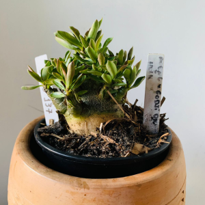 3010 137 Arabicum Aueng x Godji dk x hulk