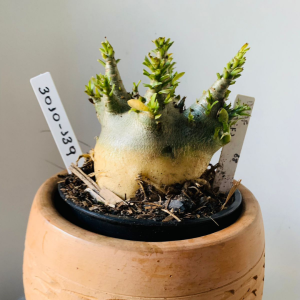 3010 139 Arabicum Dwaf x Godji