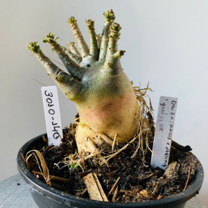 3010 140 Arabicum Dwaf (Ana) x Aeung x Godji dk