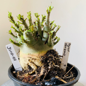 3110 1 Arabicum Dwaf x Dynamo