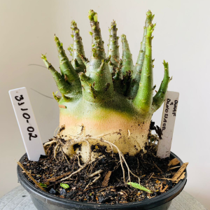 3110 2 Arabicum Tomahawk