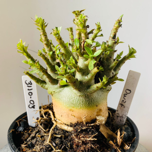 3110 3 Arabicum Dwarf