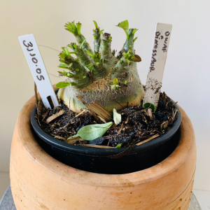 3110 5 Arabicum Tomahawk