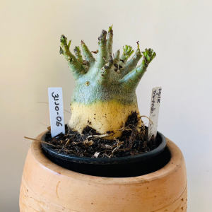 3110 6 Arabicum Hulk x torpedo