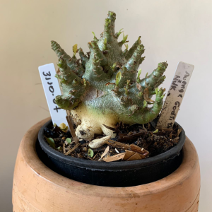 3110 7 Arabicum Aueng x Godji dk x Hulk