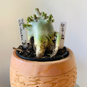 3110 8 Arabicum Torpedo x Hulk x king kong