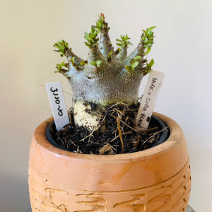 3110 10 Arabicum Hulk x super black