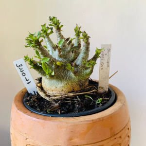 3110 11 Arabicum Dinossaur x Godji bnk