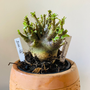 3110 12 Arabicum Megazorde