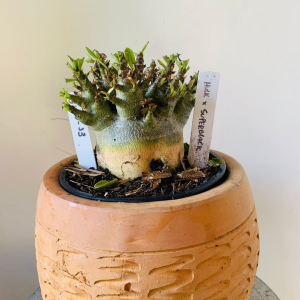 3110 13 Arabicum Hulk x super Black