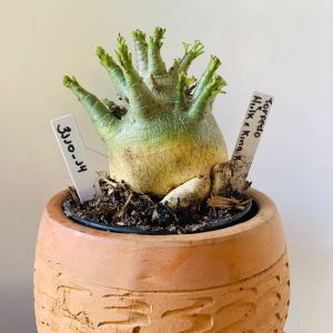 3110 14 Arabicum Torpedo x Hulk x king kong