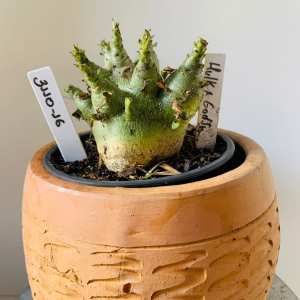 3110 16 Arabicum Hulk x Godji