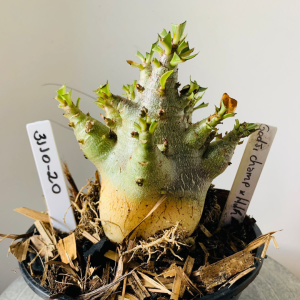 3110 20 Arabicum Godji champ x Hulk