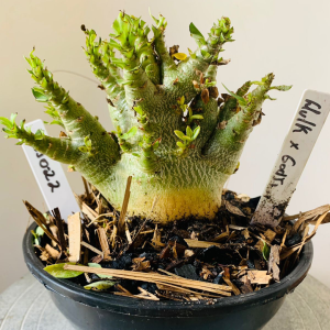 3110 22 Arabicum Hulk x Godji